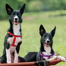 Load image into Gallery viewer, Portable Raised Pet Cot
